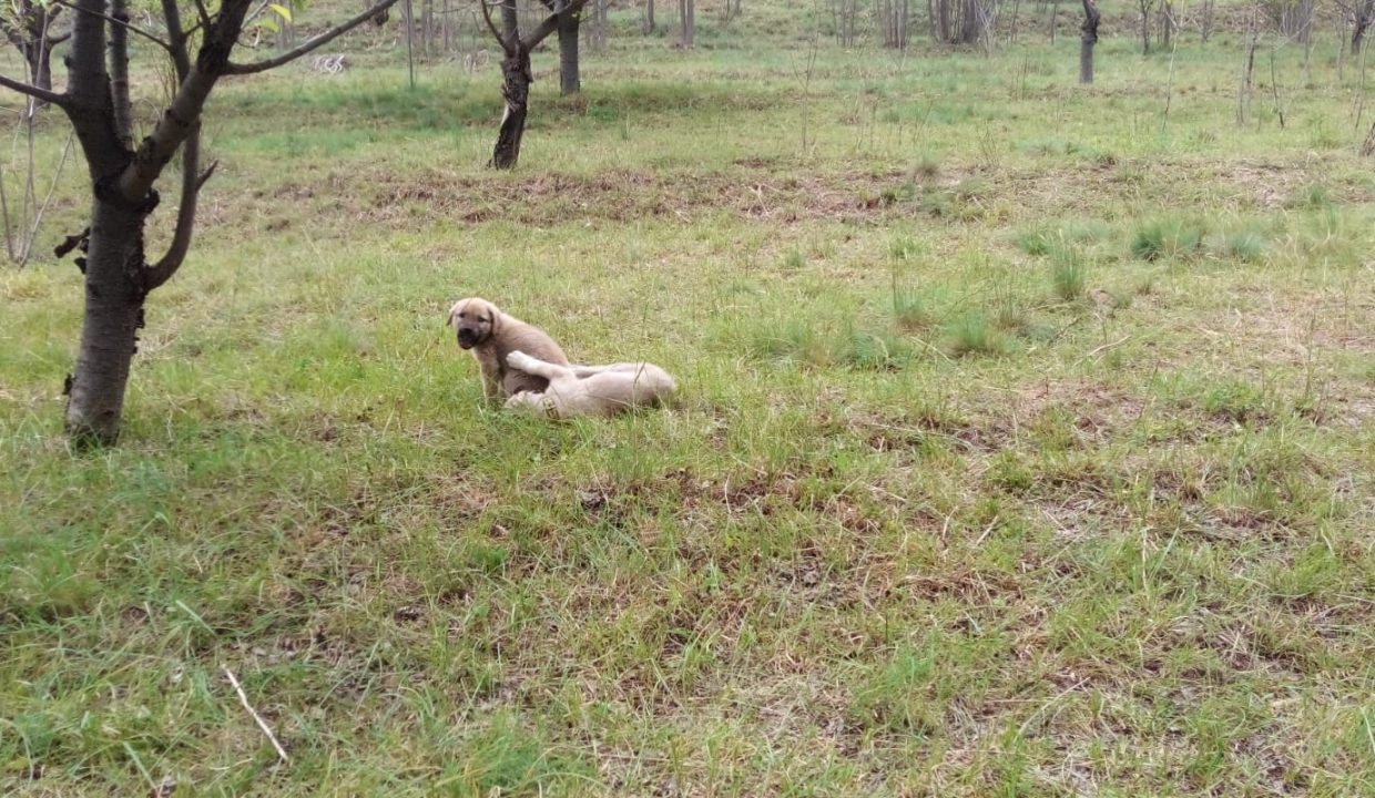 WhatsApp Image 2025-05-26 at 12.00.50(3)